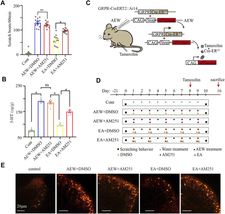 AM251 reverses the antipruritic effect of EA on AEW mice via CB1 receptors. (A) The scratch bouts in control, AEW+DMSO, AEW+AM251, EA+DMSO and EA+AM251 groups. (B) The 5-HT concentration in the medulla oblongata in control, AEW+DMSO, AEW+AM251, EA+DMSO and EA+AM251 groups. (C,D) Experimental strategy for AM251 inhibiting the effect of EA on GRPR. (E) GRPR expression in the cervical cord in control, AEW+DMSO, AEW+AM251, EA+DMSO and EA+AM251 groups. Scale bar, 20 μm. Data are expressed as means ± SEM (n = 12 mice in each group in A, n = 6 samples in each group in (B). *p < 0.05.