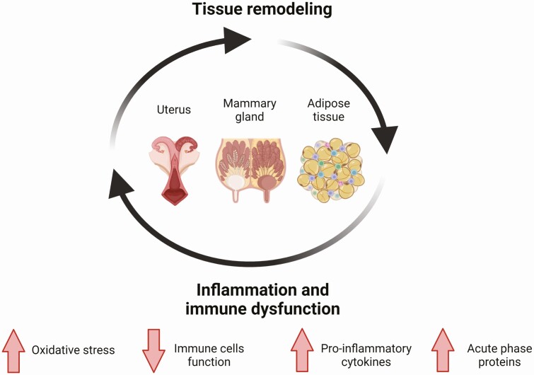 Tissue remodeling drivers of immunometabolism in transition dairy cows. Following parturition, uterine tissues are remodeled and local inflammation occurs; lactation leads to remodeling of the mammary gland for milk production, and negative energy balance promotes adipose tissue lipolysis and remodeling that involves an inflammatory response. These remodeling processes drive immunometabolic changes in the transition dairy cow, including systemic subacute inflammation that is characterized by elevated pro-inflammatory cytokines and acute phase proteins, increased oxidative stress, and immune cell dysregulation. These changes can further promote tissue inflammation, leading to immunometabolic shift. Image was prepared using Biorender.com.