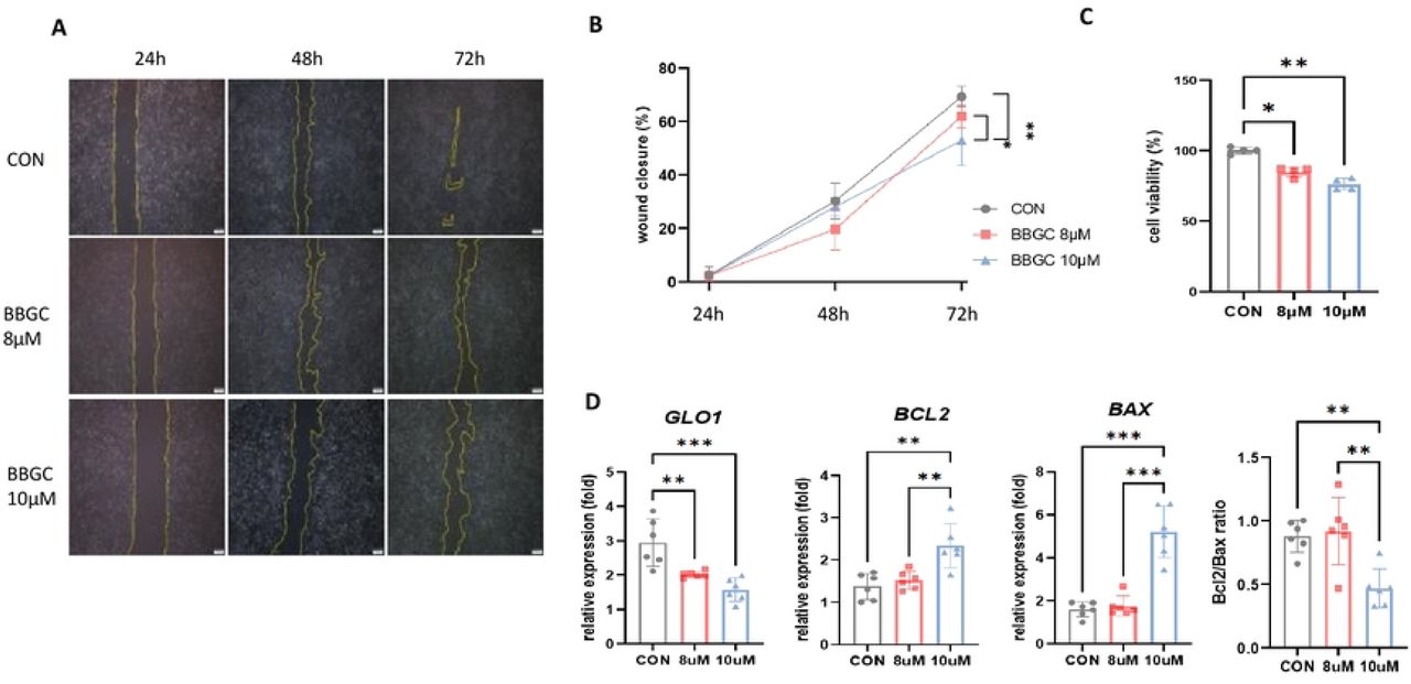 Impact of GLO1 Inhibitor on HeLa Cell Viability and Migration.(A) Wound healing assay evaluating the effect of GLO1 inhibitor (BBGC) on HeLa cell migration at 24, 48, and 72 h. (B) Quantitative analysis of HeLa cell migration distance. (C) Assessment of HeLa cell viability with 8 μM and 10 μM GLO1 inhibitor using the MTT assay. Statistical significance was analyzed using the t-test (*** p<0.001; ** p<0.01; * p<0.05).