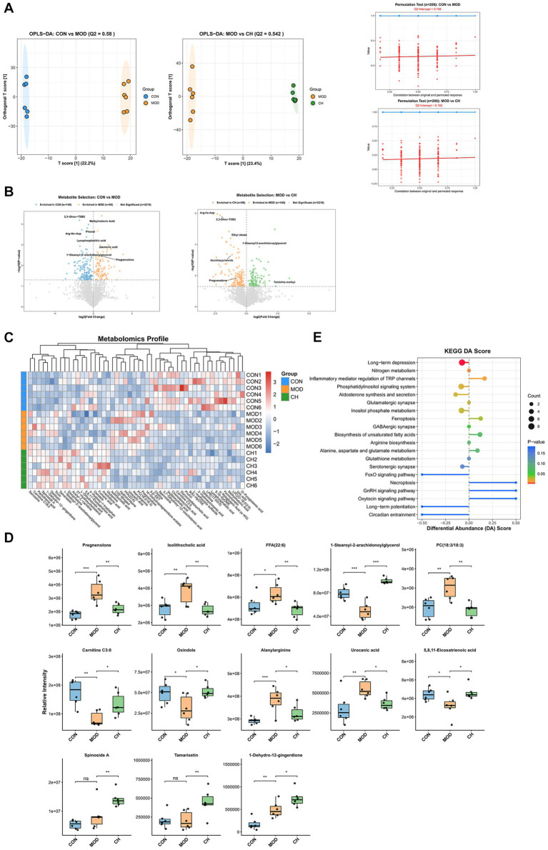 Panel A shows principal component and permutation analysis plots comparing metabolomic profiles among control, model, and CH groups. Panel B presents volcano plots identifying significant metabolite changes between groups. Panel C displays a hierarchical clustering heatmap visualizing metabolic profiles of individual samples from each group. Panel D contains boxplots of relative intensities for key metabolites showing significant differences among groups. Panel E features a bar graph summarizing KEGG pathway enrichment, with pathways ranked by differential abundance and colored by p-value and count.