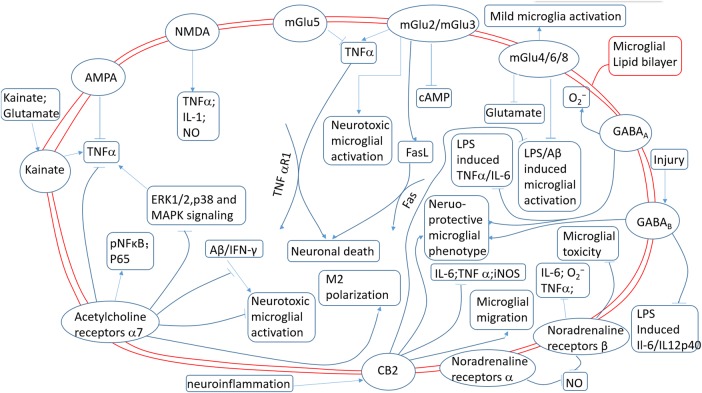 Different effects of various microglial neurotransmitter receptors. AMPA, α-amino-3-hydroxy-5-methyl-4-isoxazolepropionic acid; cAMP, cyclic adenosine monophosphate; ERK, extracellular signal-regulated kinase; FasL, Fas ligand; GABA, γ-aminobutyric acid; iNOS, inducible nitric oxide synthase; IFNγ, interferon γ; IL-1, interleukin 1; IL-6, interleukin 6; LPS, lipopolysaccharide; MAPK, mitogen-activated protein kinase; NMDA, N-methyl-D-aspartate; NO, nitric oxide; TNFα, tumour necrosis factor-α.