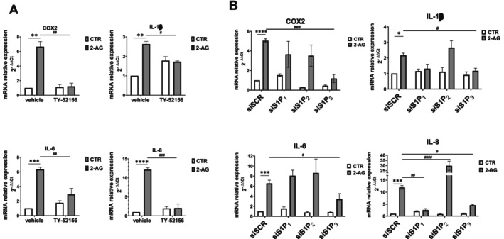 2‐AG pro‐inflammatory action relies on S1P3. (A) Serum‐starved endometriotic epithelial cells were pretreated or not with the S1P3 antagonist TY‐52156 (10 μM) for 45 min before being challenged with 10 μM 2‐AG for 24 h. mRNA quantitative analysis of COX2, IL‐1β, IL‐6, and IL‐8 was performed by qPCR. Results, analyzed with the 2−ΔΔCt method, were obtained using β‐Actin as a housekeeping gene and individual inflammatory factors of the unchallenged specimen as a reference gene. The blockade of S1P3 on 2‐AG‐induced inflammatory effect (**p < 0.01; ***p < 0.001, ****p < 0.0001) was statistically significant by two‐way ANOVA followed by Bonferroni's post hoc test (# p < 0.05; ## p < 0.01; ### p < 0.001). (B) Endometriotic epithelial cells transfected with SCR‐, S1P1‐, S1P2‐ and S1P3‐siRNA were serum‐starved prior to being challenged with 10 μM 2‐AG for 24 h. mRNA quantitative analysis of COX2, IL‐1β, IL‐6 and IL‐8 was performed by qPCR. Results, analyzed with the 2−ΔΔCt method, were obtained using β‐Actin as a housekeeping gene and individual inflammatory factors of the unchallenged specimen as a reference gene. The effect of S1P3 downregulation in the reduction of 2‐AG‐induced inflammatory effect (*p < 0.05; ***p < 0.001; ****p < 0.0001) was statistically significant by two‐way ANOVA followed by Bonferroni's post hoc test (# p < 0.05; ## p < 0.01; ### p < 0.001; #### p < 0.0001).