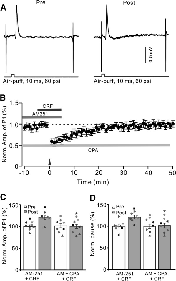 Depletion of intracellular Ca2+, CRF could not trigger MLI-PC LTP. A Upper: Representative cell-attached recording traces showing air-puff stimulation (10 ms, 60 psi; arrows)-evoked responses in a cerebellar PC before (Pre) and after (post) delivering 1 Hz (240 pulses) stimulation in the presence of a mixture of AM251 (5 µM) + cyclopiazonic acid (CPA, 100 µM) + CRF (100 nM). B Summary of data showing the time course of normalized P1 amplitude before and after delivery of 1 Hz facial stimulation (arrow head) in treatment with a mixture of AM251 + CPA + CRF. C Bar graph with individual data showing the normalized amplitude of P1 before (Pre), after (Post) delivery of 1 Hz stimulation. D Mean (± S.E.M.) with individual data showing the normalized pause of simple spike firing before (Pre), after (Post) delivery of 1 Hz stimulation. #P < 0.05 vs. baseline (Pre) of AM-251 + CRF; *P < 0.05 vs. post of AM-251 + CRF. n = 8 mice in each group
