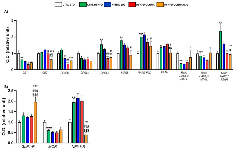 Expression in hypothalamus of proteins partaking to (A) endocannabinoid system and (B) food intake mediators. Data are expressed as mean ± SEM and analyzed by two-way ANOVA (variables: diet, treatment). * p < 0.05, ** p < 0.01, *** p < 0.001 vs. CTRL STD; ° p < 0.05, °° p < 0.01, °°° p < 0.001 vs. CTRL HFHFD; # p < 0.05, ## p < 0.01, ### p < 0.001 vs. HFHFD LIG; $$ p < 0.01, $$$ p < 0.001 vs. HFHFD OLHHA.