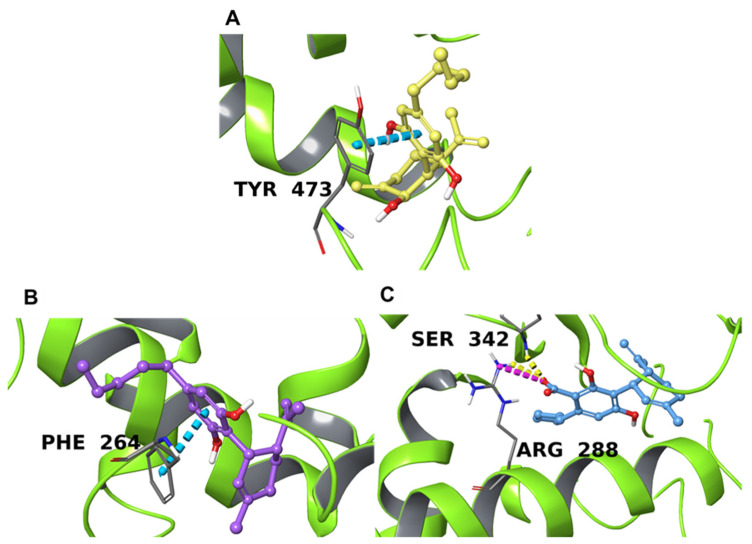 Binding poses of 1 (A), 2 (B), and 3 (C) in the catalytic domain of PPARγ (PDB 2ZK6 for 1 and 4PRG for 2 and 3) depicted with lime green ribbons. The hydrogen bonds are depicted as yellow dotted lines, the salt bridges with magenta dotted lines, and π-π stacking interactions as cyan dotted lines. Interacting residues are labeled.