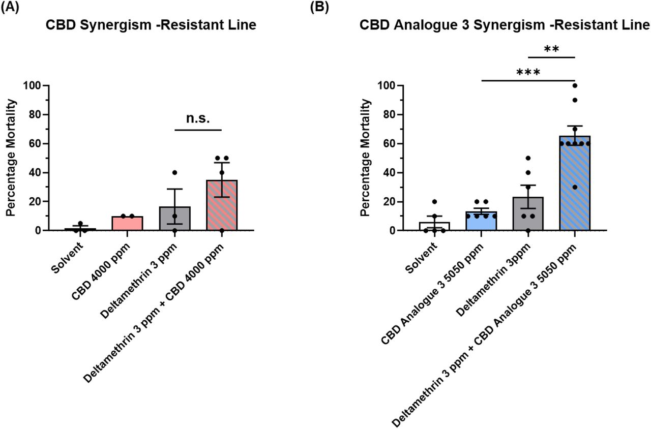 Percentage mortality of pyrethroid-resistant An. gambiae VK7 adults exposed to deltamethrin alone or in combination with CBD (A) or CBD analogue 3 (B). The synergistic effect was evaluated at concentrations of 3 ppm deltamethrin combined with 4,000 ppm CBD and 5,050 ppm CBD analogue 3. Solvent is a 1:1 mixture of ethanol and acetone. Error bars represent standard deviation.