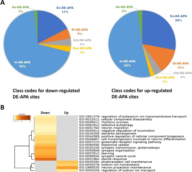 Characterization of down- and up-regulated DE-APA sites induced by cannabis exposure. (A) Within-gene locations defined are further classified into two groups: conventional APA sites located in exonic (Ex-DE-APA), distal (Di-DE-APA) or extended distal (Edi-DE-APA) regions; and non-conventional APA sites derived from extended exonic (Eex-DE-APA), intronic (In-DE-APA) and antisense (An-DE-APA) regions. Interestingly, these two groups of DE-APA sites were distributed differently (P = 0.0188). (B) DE-APA genes associated with 138 down- and 50 up-regulated DE-APA sites were used to enrich pathways using the Metascape program8. Our functional ontology revealed that cannabis exposure impacted DE-APAs on gene networks implicated in (1) learning impairment, (2) memory, (3) mood, (4) movement, (5) sensory perception, and (6) cognition.