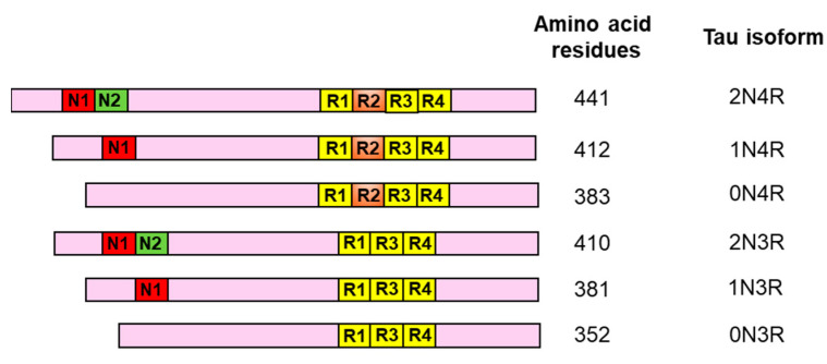 Human tau isoforms formed by alternative splicing of tau mRNA in brain: The figure demonstrates six different isoforms of human tau produced by alternative splicing of the tau mRNA. These variants are distinguished by the presence or absence of two N-terminal proline rich domains (N1 and N2) and four microtubule binding repeat domains (R1, R2, R3 and R4) towards the C-terminal of the protein. It represents the name of these isoforms namely 2N4R, 1N4R, 0N4R, 2N3R, 1N3R and 0N3R along with the differing length of each of these isoforms in terms of the total amino acid residues including 441, 412, 383, 410, 381 and 352 amino acids respectively.