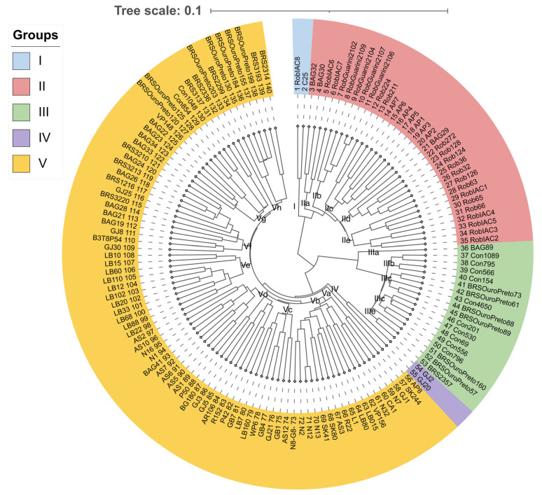 Dendrogram generated from the analysis of 39,329 SNP markers using hierarchical clustering with the Unweighted Pair Group Method with Arithmetic Mean (UPGMA), based on the dissimilarity matrix from the unweighted pairwise complement index of 140 genotypes of Coffea canephora.