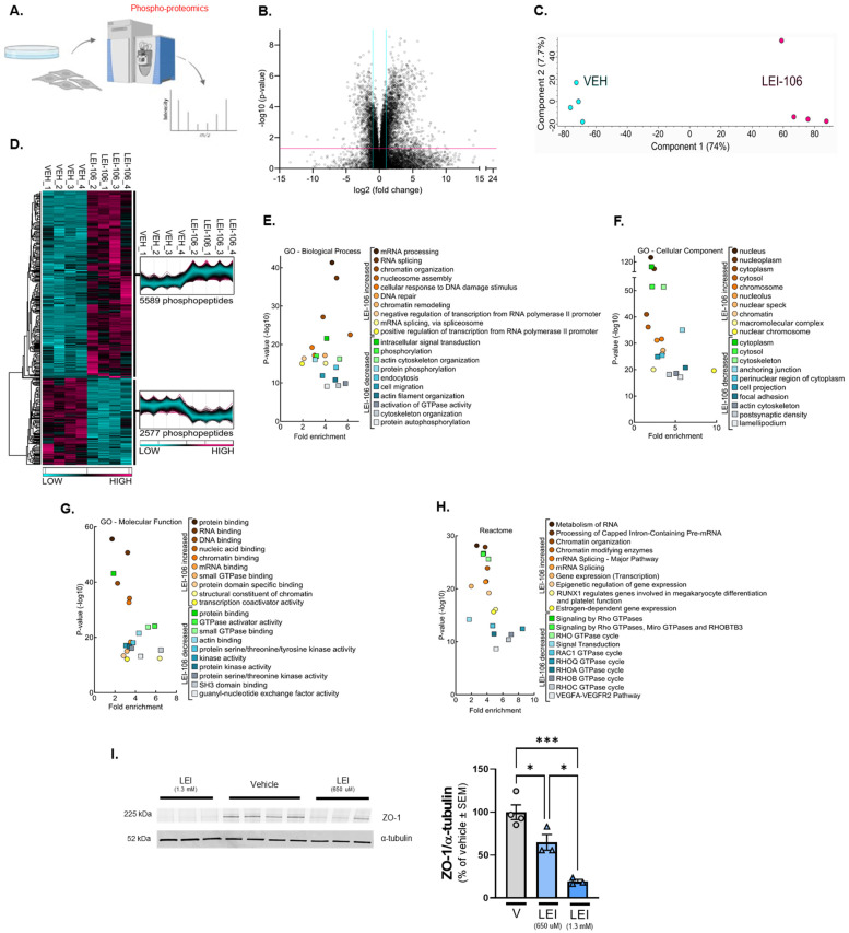 Quantitative phospho-proteomics after DAGLα inhibition in bEnD.3 cells. bEnd.3 cells cultured on 150 mm plates were treated with vehicle (0.9% DMSO in media) or LEI-106 (650 µM) for 15 min, then subjected to quantitative phospho-proteomics. (A) Schema of the experiment. (B) Volcano plot of bEnd.3 of detected phospho-peptides showing a greater than 2-fold change after LEI-106 compared to vehicle treatment. (C) Principal Component Analysis (PCA) of cells treated with vehicle or LEI106 (650 µM). (D) Heatmap of phospho-peptides increased by LEI-106 treatment compared to vehicle or decreased compared to vehicle. (E) GO Biological process functional analysis showing the top 10 processes altered in each condition. (F) GO cellular compartment functional analysis showing the top 10 compartments in which phospho-peptides were impacted in each condition. (G) GO molecular function functional analysis shows the top 10 in which phospho-peptides were impacted in each condition. (H) Top 10 Reactome Pathways associated with changes in phospho-peptides in each outcome. n = 4 biological replicates per condition. (I) bEnd.3 cells were treated with LEI-106 (650 µM or 1.03 mM) or vehicle for 15 min, then subjected to Western to detect ZO-1. Representative image showing the expression of ZO-1 along with α-tubulin as a loading control. The blockade of DAGLα significantly decreased the detection of ZO-1, compared to vehicle control (vehicle vs. LEI-106-650 µM: p = 0.034, vehicle vs. LEI-106-1.3 mM: p = 0.0004, LEI-106-650 µM vs. LEI-106-1.3 mM: p = 0.0142 as assessed by one-way ANOVA with Tukey post-test, F(2,7) = 27.41). All data presented as % of vehicle-treated ± SEM (n = 3–4/condition). * p < 0.05, *** p < 0.001.