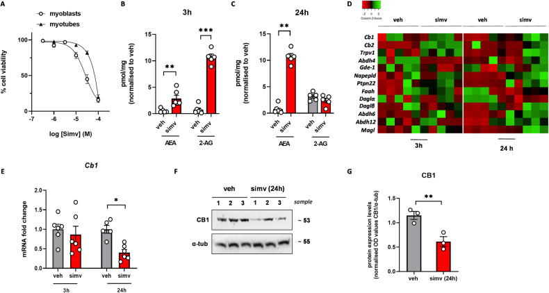 Effect of simvastatin on cell viability and ECS activity in C2C12 cells.A concentration-response curves obtained measuring cell viability in C2C12 myoblasts and myotubes exposed to simvastatin for 24 h by MTT assay. Levels of AEA and 2-AG measured in C2C12 myoblasts exposed to simvastatin (30 µM) for 3 (B) and 24 (C) h. D Heatmap showing the expression of ECS-related genes in myoblasts exposed to simvastatin for 3 and 24 h. Green, upregulated; Red, downregulated. E Bar graph with individual points showing mRNA expression levels of Cnr1 in myoblasts treated with vehicle (DMSO) or simvastatin for 3 and 24 h. Representative blot (F) and bar graph with individual points (G) showing the expression of CB1 protein in myoblasts treated with simvastatin for 24 h. Each bar is the mean ± S.E.M. from 3 to 5 independent biological samples. * = p ≤ 0.05; ** = p ≤ 0.01; *** = p ≤ 0.001 versus the indicated experimental groups.