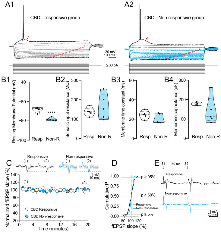 Electrophysiological properties of human cortical neurons. (A1,A2) Representative current–voltage relationships obtained from the CBD-responsive and CBD-non-responsive group. The I-V curves were performed at the resting membrane potential of each cell. CBD-responsive DR-ETLE was slightly depolarized. Notice that the injection of depolarization pulses revealed a short bursting of action potentials and a membrane plateau (see arrowheads). The dashed line over the spikes represents the action potential overshoot. The scatter lines within the voltage deflections represent the I-V linear adjustment. (B1) Violin graphs showing the average RMP for each group (5 neurons per group). The symbols represent the individual experiments; the dashed line, the mean response; and the dotted line within the violin, the median. (B2) The somatic input resistance was determined by adjusting a linear regression. (B3,B4) Somatic membrane time constant and capacitance measurements. No statistical differences were found among the experimental groups. (C) Scatter plot; each symbol represents the average of four consecutive traces obtained at 0.067 Hz. The responses were stable up to 20 min after the beginning of the recording. Upper panel, representative examples of the fEPSPs acquired at the beginning (indicated as “(1)”) and end (indicated as “(2)”) of the recording. (D) Cumulative probability chart showing the data dispersion during the acquisition of the extracellular recording. Minimal changes were found in the amplitude/slope of the fEPSPs, indicating a stable recording. (E) Representative paired-pulse facilitation (PPF) acquired with an inter-stimulus interval (ISI) of 60 ms. The horizontal dashed line indicates the increased facilitation found in human tissue from both experimental conditions. **** p < 0.0001 vs. Responsive group.