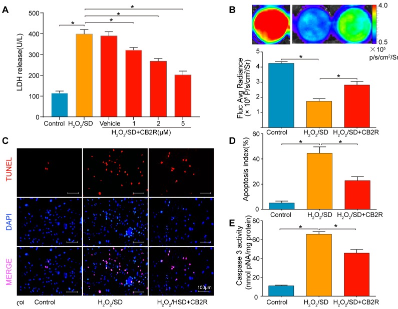 CB2 agonist attenuates H2O2/SD-induced AD-MSCs injury and apoptosisA. LDH release in AD-MSCs after respective treatment. B. in vitro BLI for AD-MSCs viability. C. Quantitative analysis of B., n = 3. C. Representative photographs of TUNEL-stained AD-MSCs indicating cell apoptosis. D. Quantitative analysis of C., n = 6. E. Casepase3 activity in AD-MSCs, n = 6. *P < 0.05 between indicated groups.