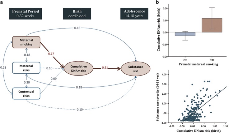 Indirect effect of prenatal smoking on adolescent substance use via neonatal DNA methylation. (a) Path analytic indirect effects model. Dotted arrowed lines indicate non-significant paths. Single arrowed lines indicate standardized path coefficients that survived bootstrap-corrected confidence intervals (i.e., significant path). Red arrows show significant indirect path. Population effect sizes are interpreted using the standardized estimates (Std. B) following Cohen's guidelines: an effect of 0.10 is small effect, an effect of 0.24 is a medium effect, and an effect of 0.37 is a large effect. (b) Graphical representation of the indirect effect, where prenatal smoking associates with higher cumulative DNA methylation risk at birth (top panel), which in turn associates with higher substance use in adolescence (bottom panel). DNAm, DNA methylation.