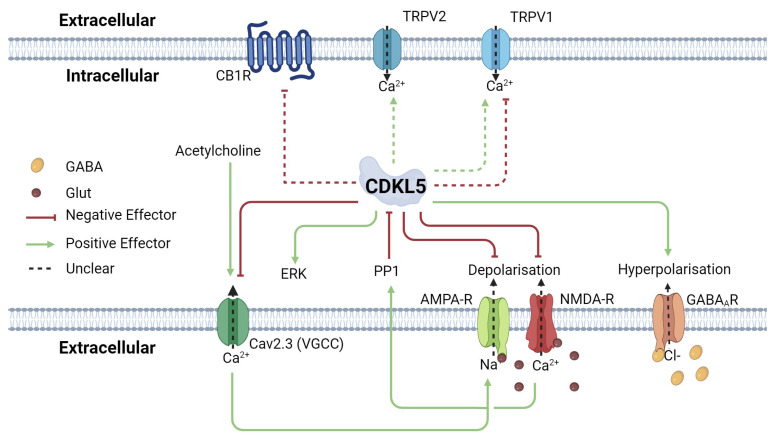 Schematic of CDKL5 interactions on cannabinoid targets. NMDA-R mediates the translocation of CDKL5 to the cytoplasm via PP1, which promotes CDKL5 degradation by accumulation in the cytoplasm. CDKL5 also regulates the localization of NMDA-R and AMPA-R by promoting their removal from the postsynaptic membrane. Cav2.3 is a voltage-gated calcium channel important for depolarization of the postsynaptic membrane. The resultant Ca2+ also positively affects NMDA-R. CDKL5 downregulates Cav2.3 by direct phosphorylation. CB1R, TRPV1, and TRPV2 levels are affected in cdkl5−/y KO mice; however, the mechanism is tissue-specific and still unknown. Abbreviations: Receptors: CB1R (Cannabinoid Receptor 1), VGCC (Voltage-Gated Calcium Channel), TRPV1 (transient receptor potential cation channel subfamily V member 1), TRPV1 (transient receptor potential cation channel subfamily V member 2), GPR55 (G protein-coupled receptor 55), AMPA-R (α-amino-3-hydroxy-5-methyl-4-isoxazolepropionic acid receptor), NMDA-R (N-methyl-D-aspartate Receptor), GABAAR (γ-aminobutyric acid Receptor A) Neurotransmitters: GABA (γ-aminobutyric acid), Glut (Glutamate). Created in BioRender [68].