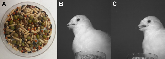 (A) Tray with the nine different seed types used during the food-choice experiments. (B,C) Single frame from high speed recordings of a bird feeding on canary seed (B) and hemp seed (C), used for gathering data on feeding performance, skills and beak kinematics (see Andries et al., 2023a,b).