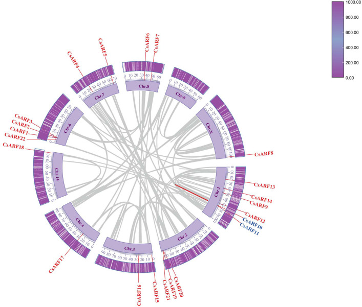 Schematic representation of the inter-chromosomal relationships between the CsARF genes in the cannabis genome. Colored lines indicates the colinear gene pair, red lines indicate the syntenic blocks in the cannabis genome.