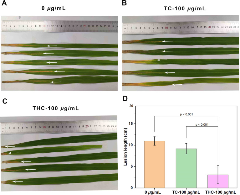 The effect of THC and TC on the pathogenicity of Xoo. Pathogenicity analysis of rice leaves following treatment with different doses of (A) 0 µg mL−1 (DMSO), (B) TC (100 µg mL−1), and (C) THC (100 µg mL−1) for 14 days. (D) The lesion length of rice leaves after treating with DMSO, TC, and THC. Every treatment was performed for three times.