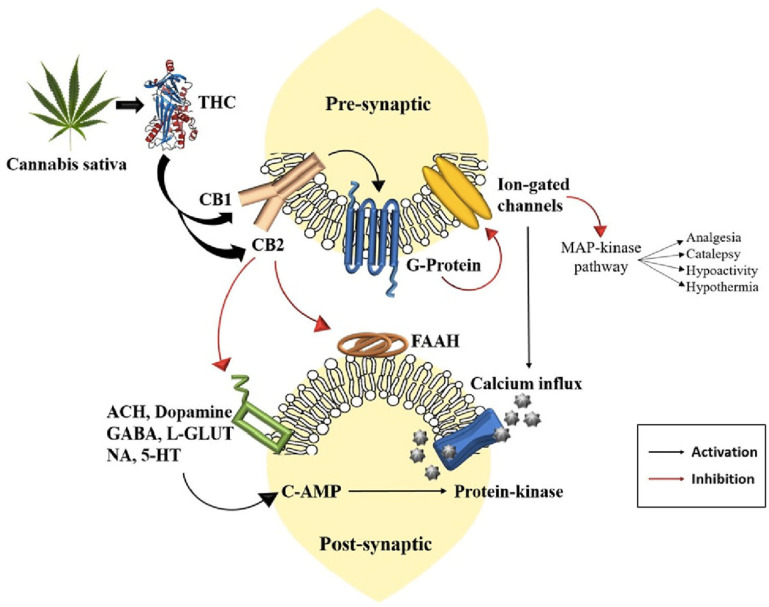 Mechanism of action of THC [6].