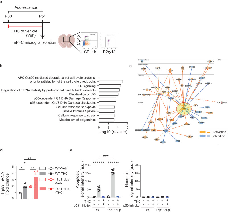 Up-regulation of p53 signaling pathway identified by mPFC microglia-specific transcriptome profiling.a Experimental flow of Fluorescence-Activated Cell Sorting (FACS)-based mPFC microglia isolation by using 3 markers (CD45/CD11b/P2ry12) at P51, followed by RNA sequencing (RNA-seq). b Significantly enriched pathways of genes associated (two-tailed uncorrected p < 0.05) with the 16p11dup with THC condition compared to control, in the Reactome Pathway analysis. c Functional gene interaction network from the upstream regulators/Ingenuity Pathway Analysis (IPA) for the genes associated with the 16p11dup with THC treatment condition showing predicted inhibition (blue), activation (orange), and unknown directionality (gray). d Relative mRNA expression level of Trp53 in microglia isolated from mPFC at P51. n = 6 mice per condition. e Apoptosis (left) and necrosis (right) assays using primary microglia cultures treated by THC or vehicle (Veh) with and without pifithrin-α. (Left) Quantification of signal intensity (arbitrary units: a.u.) of apopxin. n = 6 fields in 3 mice per condition. (Right) Quantification of signal intensity (arbitrary units: a.u.) of 7-AAD. n = 6 fields in 3 mice per condition. d, e ***p < 0.001, **p < 0.01, *p < 0.05 (p values are (d) WT- Veh versus WT-THC: p = 0.0270, p values are WT-Veh versus 16p11dup-Veh: p = 0.0465, WT-THC versus 16p11dup-THC: p = 0.0037, 16p11dup-Veh versus 16p11dup-THC: p = 0.0021, (e) all: p < 0.0001), determined by two-way ANOVA with post hoc Tukey test. Each symbol represents one animal (d) and one field (e). Data are presented as the mean ± s.e.m.