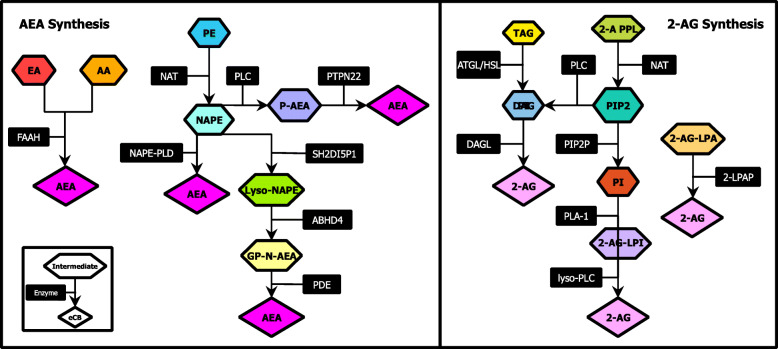 Proposed biosynthetic pathways for AEA (a) and 2-AG (b) formation. Abbreviations: Arachidonic acid (AA), Arachidonoyl ethanolamine (AEA), Ethanolamine (EA), Fatty acid amide hydrolase (FAAH), Glycerophosphoanandamide (GP-N-AEA), Lyso-NAPE, abhydrolase domain-containing 4 (ABHD4), N-acyltransferase (NAT), NAPE-phospholipase D (NAPE-PLD), N-arachidonylphosphatidylethanolamine (NAPE), Phosphatidyl ethanolamine (PE), Phosphoanandamide (P-AEA), Phosphodiesterase (PDE), Phospholipase C (PLC), Protein tyrosine phosphatase (PTPN22), Src Homology 2 domain-containing inositol-5-phosphatase 1 (SH2DI5P1). 2-AG lysophosphatidyl inositol (2-AG-LPI), 2-arachidonoyl glycerol (2-AG), 2-arachidonoyl phospholipids (2-A PPL), 2-lysophosphatidic acid phosphatase (2-LPAP), Adipose triglyceride lipase (ATGL), Diacylglycerol (DAG), DAG lipase (DAGL), Hormone-sensitive lipase (HSL), Lyso-PLC, 2-AG-lysophosphatidic acid (2-AG-LPA), N-acyltransferase (NAT), Phosphatidyl inositol (PI), Phosphatidyl inositol bisphosphate 2 (PIP2), Phospholipase 1 (PLA1), PIP2 phosphatase (PIP2P), Triacylglycerol (TAG)