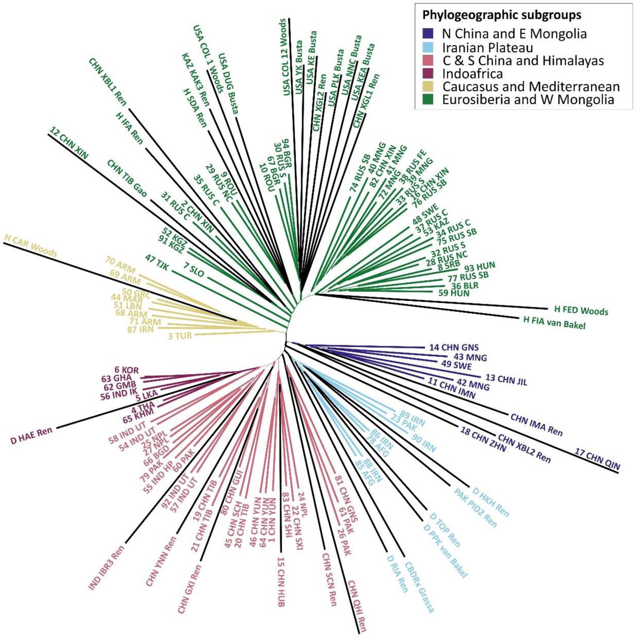 Unrooted topology depicting the phylogenomic placement (done with EPA-ng) of the four lower-quality Hyb-Seq samples and the 32 WGS samples downloaded from the NCBI SRA database (black terminal branches) into the nuclear species tree inferred from 345 nuclear targets for Cannabis (for rooted topology with the outgroup see Supp. Fig. S2).