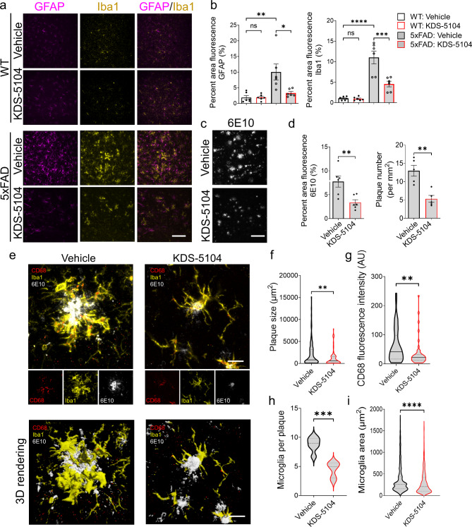 Reduced reactive gliosis and Aβ pathology in 5xFAD mice treated with KDS-5104. (a) Representative images of GFAP (magenta) and Iba1 (yellow) co-staining from the hippocampal sections of 4-month-old 5xFAD and WT mice treated with vehicle or 10 mg/kg KDS-5104 for two months. Scale bar:. (b) Quantification of Iba1 and GFAP area fluorescence (n = 5–6 mice/group). (c) Representative images of 6E10 (white) of hippocampal sections of 4-month-old 5xFAD treated with vehicle or KDS-5104. (d) Quantification of 6E10 positive area and plaque number (n = 5–6 mice/group). (e) Representative images of CD68 (red), Iba1 (yellow) and 6E10 (white) co-staining and 3D rendering created by Imaris imaging software. f-h. Quantification of plaque size (f), CD68 fluorescent intensity (g), microglia per plaque (h) and microglia area (i)(n = 5–6 mice/group). AU: artificial unit. Scale bar: 100 μm in (a) and (c) and 10 μm in (e). For all panels, data are presented as mean ± SEM. *p < 0.05, **p < 0.01, ***p < 0.001, ****p < 0.0001 by one way ANOVA with Tukey’s multiple comparisons tests as the post hoc analysis (panel b) or 2-sided t-tests (panels d and f-i)