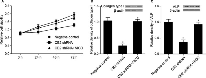 (A) Survival of hBMSCs in CB2 shRNA + NICD and NC groups was much higher than that in the CB2 shRNA group. (B) Collagen type I level in CB2 shRNA + NICD and NC groups was much higher than that in the CB2 shRNA group (*P value <.05 vs negative control group; #P value <.05 vs CB2 shRNA group). (C) ALP level in CB2 shRNA + NICD and NC groups was much higher than that in the CB2 shRNA group (*P value <.05 vs negative control group; #P value <.05 vs CB2 shRNA group)