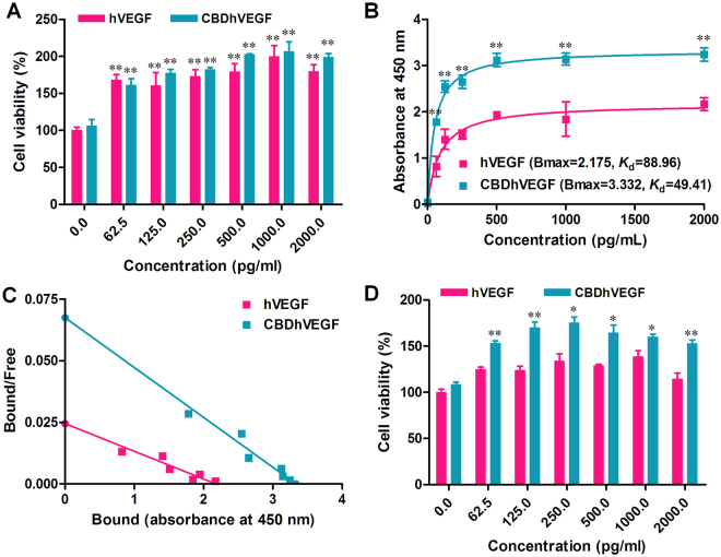 Biological activity and binding ability of CBDhVEGF to collagen. (A) HUVECs were incubated with hVEGF or CBDhVEGF (0–2,000 pg/mL, n = 4 for each dose) for 48 h. The cell growth-promoting activity was examined by CC-K8 Cell Counting Kit and expressed as the percentage of cell viability of resting cells. Results are presented as mean ± SEM of three separate experiments conducted in duplicate, **p < 0.01 versus control group. (B) The amount of hVEGF or CBDhVEGF bound to collagen was measured by ELISA assay (n = 4 for each dose). Results are presented as mean ± SEM of three separate experiments conducted in duplicate, **p < 0.01 versus hVEGF. (C) The K d values for binding of hVEGF or CBDhVEGF to collagen were calculated by Scatchard analysis. Slope of each line = −1/K d. (D Collagen-coated plates were washed extensively after incubation with hVEGF or CBDhVEGF. The effects of retained hVEGF or CBDhVEGF in collagen on HUVECs growth were determined by cell counting assay (n = 4 for each dose). Results are presented as mean ± SEM of three separate experiments conducted in duplicate, *p < 0.05, **p < 0.01 versus hVEGF.