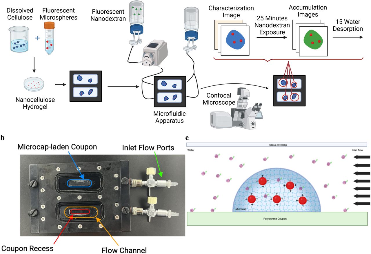 A. Experimental protocol for testing diffusion into hydrogel. B. Experimental Apparatus Diagram C. Artistic representation of microcap.Hydrogels were made as described in [39]. After centrifugation, microspheres were added. Resultant, A flow cell (b) from Biosurface Technology was seeded with hydrogel inserts along the coupon recess/imaging window. Red circles represent microspheres. Microspheres with amine-coating represented. Nanodextran with no modification shown.