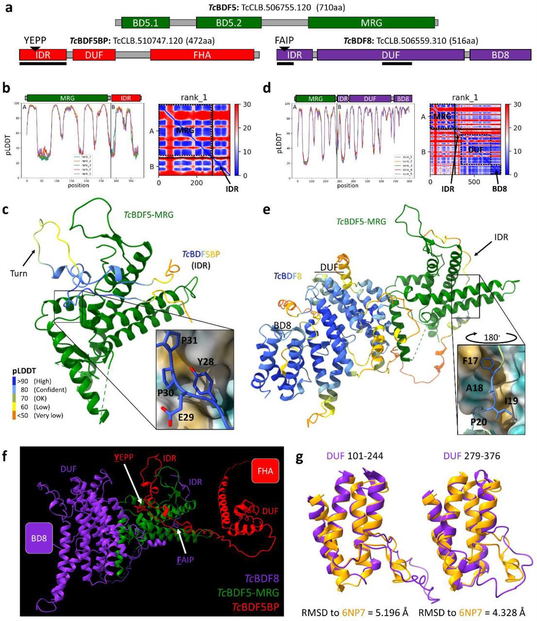 Predicted complex formed via the MRG domain of TcBDF5.(a) Domain representation, IDs and length of the proteins involved in the complex. Positions of the YEPP sequence corresponding to the [FY]EPP motif and FAIP sequence corresponding to the Fx[LIV]P motif are indicated with a triangle over the IDRs of TcBDF5BP and TcBDF8, respectively. Solid black lines indicate the interaction regions with TcBDF5-MRG predicted by AF2-multimer. FHA: Forkhead associated domain. DUF: Domain of unknown function. BD8: Bromodomain of TcBDF8. (b) Model confidence statistics for the TcBDF5-MRG/TcBDF5BP-IDR heterodimer. (c) Model of the complex formed between the IDR of TcBDF5BP and the MRG of TcBDF5. TcBDF5 is colored green and TcBDF5BP is colored by pLDDT. The mode of interaction of the YEPP sequence is seen in the box, which is analogous to the FxLP motif observed in other MRG-domain partners. (d) Model confidence statistics for the TcBDF5-MRG/TcBDF8 heterodimer. (e) Structure prediction of the TcBDF5-MRG/TcBDF8 heterodimer. TcBDF5 is colored green and TcBDF8 is colored by pLDDT (pLDDT color labels are in panel c). An arrow points to the IDR of TcBDF8. The mode of interaction of the FAIP sequence is seen in the box with a 180° rotated point of view, with the surface exposed to the solvent of TcBDF5-MRG colored by hydrophobicity. A black arrow points to the IDR domain of TcBDF8. (f) Model of the trimer formed by TcBDF8/TcBDF5/TcBDF5BP, predicted with AF2-multimer. (g) Structure alignment between the two bromodomain-like structures of TcBDF8-DUF in purple and the crystal structure of the BD of TcBDF2 in light brown (PDB: 6NP7). RMSD calculations are shown below.