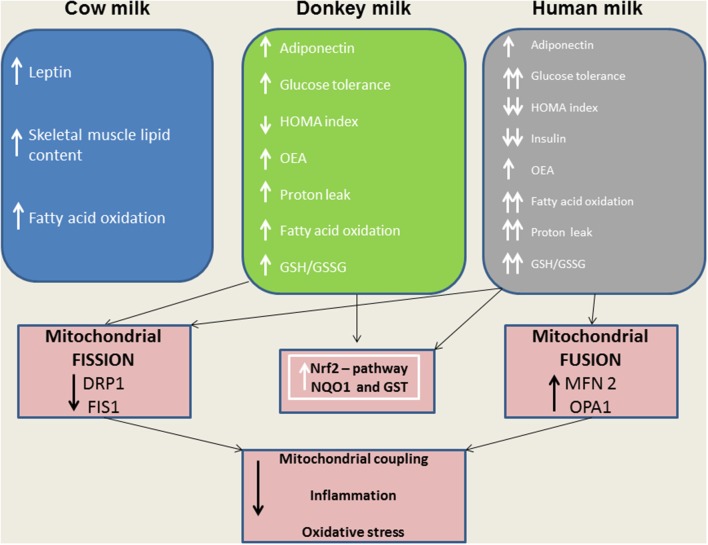 A model depicting the effects of distinct milk supplementation. The beneficial effects elicited by HM and DM are, at least in part, mediated by their ability to diminish mitochondrial ROS emission, and to modulate mitochondrial uncoupling and dynamics as well as Nrf2 activation.