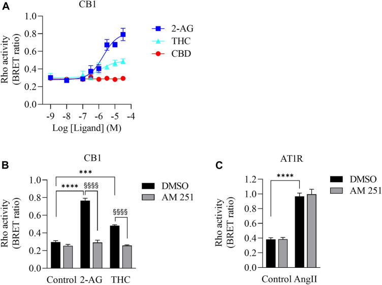 Validation of CB1-mediated Rho activation. (A). Concentration response curves of Rho activation in HEK293 cells expressing CB1, PKN-RBD-RLucII and rGFP-CAAX. Cells were stimulated with either 2-AG (blue square), THC (turquoise triangle) or CBD (red circle). CB1 was activated with 2-AG and Δ9-THC but not with CBD. Data represent means ± SEM of four independent experiments performed in triplicate. (B). Validation of CB1-mediated Rho activation by CB1 antagonist AM-251. Cells were stimulated with control, 2-AG (10 µM) or Δ9-THC (THC, 10 µM) in the absence (vehicle, 0.1% DMSO (black bar)) or presence of 10 µM of AM-251 (grey bar). There was an increase in Rho activation in cells exposed to 2-AG (****p < 0.0001) and Δ9-THC (***p < 0.0002). AM251 abolished 2-AG- and THC-induced CB1 activation (§§§§ p < 0.0001). (C). Cells expressing AT1R, PKN-RBD-RLucII and rGFP-CAAX were stimulated with control or with 100 nM of AngII, agonist for AT1R, with 0.1% of DMSO (black bar) or 10 µM of AM-251 (grey bar). There was an increase in AT1R-mediated Rho activation in cells exposed to AngII (****p < 0.0001). There was no effect of AM251 on AT1R-mediated Rho activation. Data represent means ± SEM of three independent experiments.