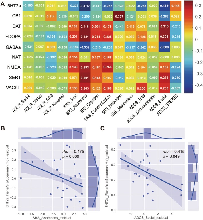 Associations between the ReHo‐neurotransmitter correlation coefficients and the clinical features. (A) Heatmap showing the correlation coefficients between the ReHo‐neurotransmitter correlation coefficients and the clinical features. The colorbar represents the correlation coefficient values. Scatter plots showing that the SRS awareness (B) and ADOS social (C) scores were negatively correlated with the strength of ReHo co‐localization (i.e., Fisher's z‐transformed Spearman correlation coefficient) of the 5HT2a receptor. For details of the neurotransmitter receptor/transporter abbreviations, see Supporting Informations S2, Table S1 and Figure S1. ADI‐R, autism diagnostic interview‐revised; ADOS, autism diagnostic observation schedule; RRB, restricted and repetitive behaviors; SRS, Social Responsiveness Scale; STEREO, stereotyped behaviors.
