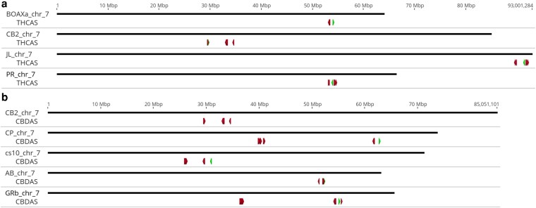 Visualization of the a) Bt and b) Bd alleles on chromosome 7 from the published assemblies and the haplotypes used for scaffolding (BOAXa for PR and GRb for CP). The active synthase is marked in green, while inactive paralogs are in red.
