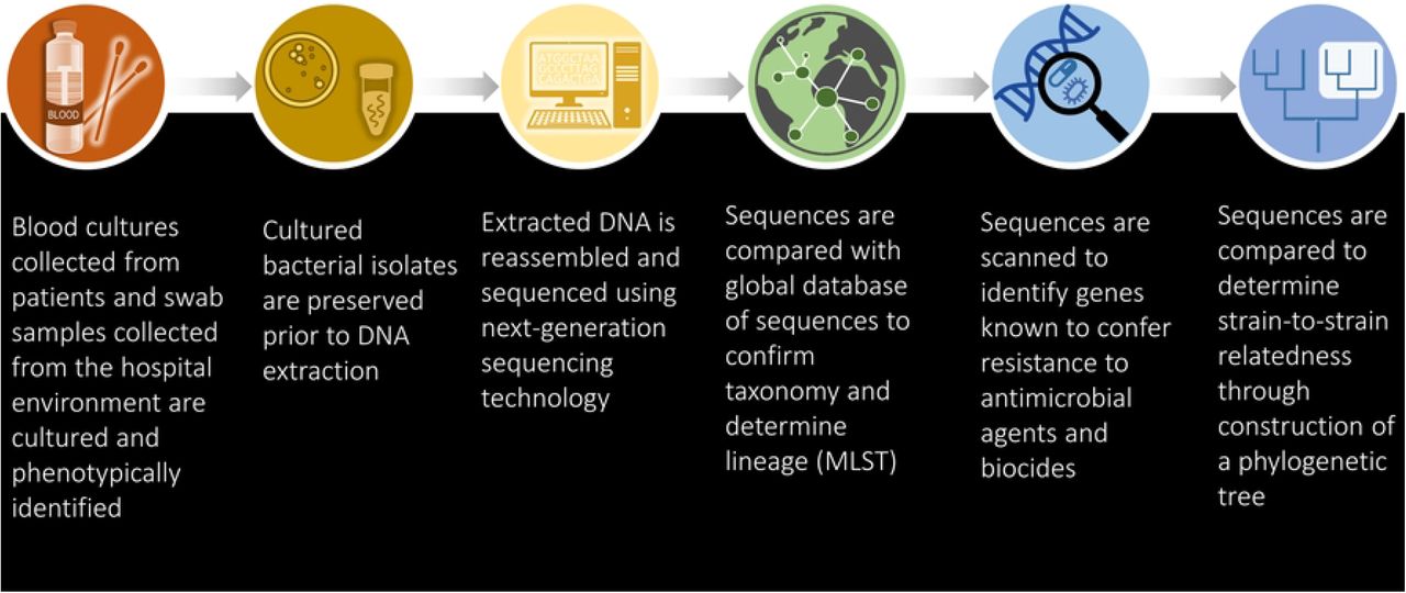 Sequence of events: From specimen collection to genomic analysis