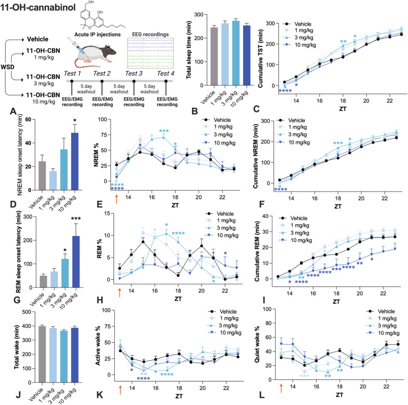 Effects of acute 11-OH-CBN on sleep and wake in rats.A Study design. 11-OH did not significantly increase B total sleep time, although it did increase C cumulative total sleep time, but in a biphasic manner with early-phase sleep suppression before subsequent enhancement (main effect 11-OH-CBN, χ23 = 34.612, P < 0.0001, 11-OH-CBN and time interaction, χ230 = 99.18, P < 0.0001). 11-OH-CBN significantly increased D NREM sleep onset latency (main effect 11-OH-CBN, χ23 = 13.679, P = 0.003). E 11-OH-CBN increased % NREM (main effect 11-OH-CBN, χ23 = 55.64, P < 0.0001, 11-OH-CBN and time interaction, χ230 = 113.816, P < 0.0001). F CBN biphasically influenced cumulative total NREM sleep (main effect 11-OH-CBN, χ23 = 36.884, P < 0.0001, 11-OH-CBN and time interaction, χ230 = 107.499, P < 0.0001). 11-OH-CBN increased G REM sleep onset latency (main effect 11-OH-CBN, χ23 = 26.885, P < 0.0001). 11-OH-CBN affected H % REM sleep (11-OH-CBN main effect, χ23 = 9.676, P = 0.022; 11-OH CB and time interaction, χ230 = 146.099, P < 0.0001). 11-OH-CBN suppressed I cumulative REM at the highest dose (11-OH-CBN and time interaction, χ230 = 79.744, P < 0.0001). 11-OH-CBN did not affect J total wake, but decreased K % active wake (11-OH-CBN and time interaction, χ230 = 94.753, P < 0.0001), and L % quiet wake (11-OH-CBN and time interaction χ230 = 120.4587, P < 0.0001). Time is expressed relative to lights on (ZT). Dunn–Šidák corrected multiple comparisons test *P < 0.05, **P < 0.01, ***P < 0.001, ****P < 0.0001. Error bars display ± SEM, n = 8 per group. 11-OH-CBN 11-hydroxy-cannabinol, WSD within-subjects design (Latin square), EEG electroencephalography, EMG electromyography, IP intraperitoneal, NREM non-rapid eye movement sleep, REM rapid eye movement sleep, ZT zeitgeber time. Created with BioRender.
