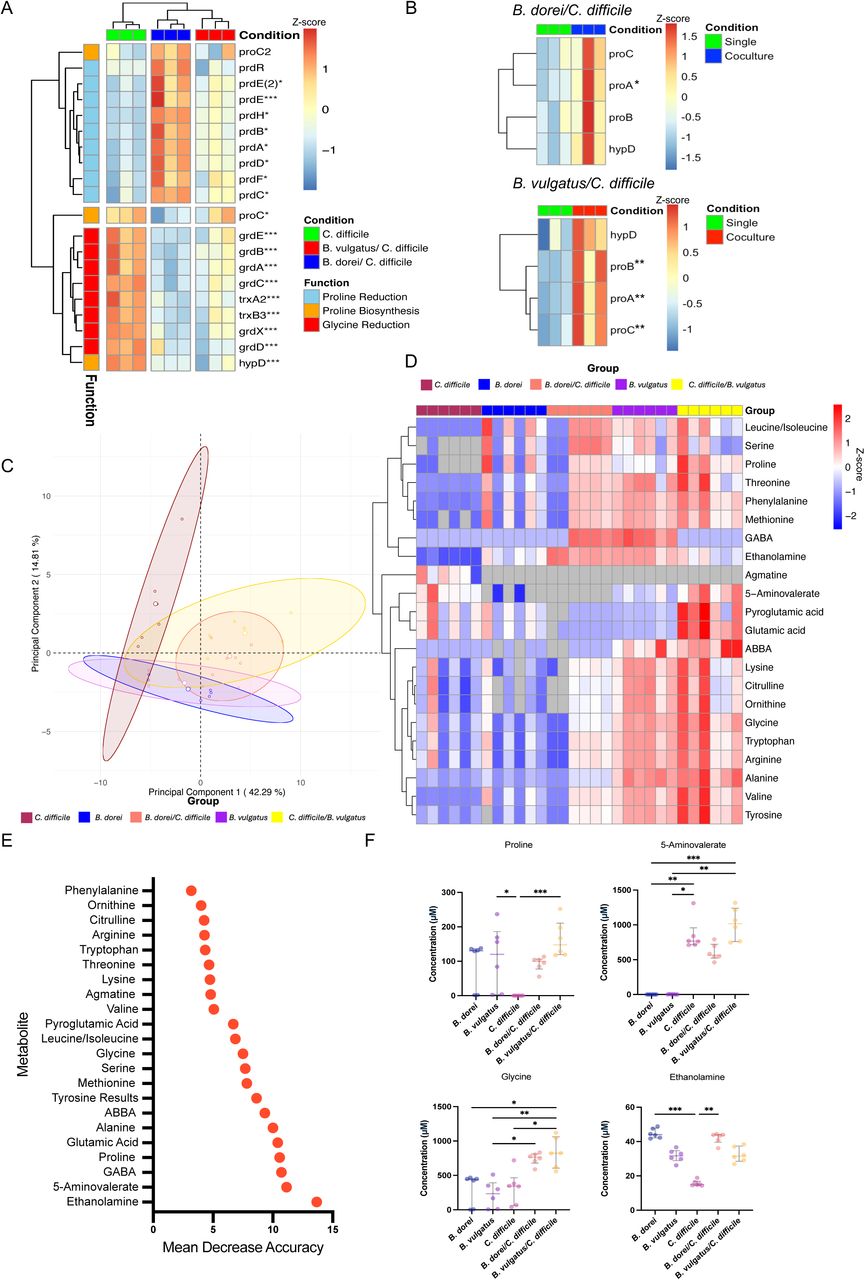 Proline cross-feeding by Bacteroides in biofilms.A) A heatmap of expression of genes involved in Stickland fermentation pathway in C. difficile including proline reductive and biosynthetic pathways enhanced in coculture shown by transcriptomics. B) B. dorei and B. vulgatus expression of proline biosynthesis. For A) and B), * denote significant differences in the B. dorei/C. difficile (*), B. vulgatus/C. diffiicle (**) or both (***) cocultures relative to a monoculture. Metabolomics using targeted mass spectrometry was performed on biofilm supernatants from 24 h cocultures and monocultures. C) PCA plot of metabolite concentrations between conditions. Concentrations below the limit of quantification (LOQ) were assigned as not applicable (NA). The lowest detected concentration above the LOQ for each amino acid was used for imputation to enable PCA exploration. 95% confidence ellipses are shown. D) Heatmap of metabolite concentrations in supernatants of C. difficile coculture biofilms with B. dorei and B. vulgatus and of individual monoculture control biofilms at 24 h. Concentrations were scaled across each row as a Z-score showing higher (red) or lower (blue) concentrations. Amino acid concentrations below LOQ were set as NA, and coloured grey. E) Random forest analysis was performed on metabolomics data. Concentrations below the LOQ were imputed based on the minimum concentration found within that amino acid subset that was above the LOQ. Random forest was performed with 500 decision trees, with four splits per tree. F) Comparison of the Stickland substrates proline and glycine, Stickland product 5-amino valerate, and amine ethenaloamine, across different conditions, showing median + interquartile range. Concentrations were set to 0 if they fell below the LOQ. A Kruskal-Wallis test was done, and Dunn’s correction was performed to compare between all conditions: * P < 0.05, ** P < 0.01, *** P < 0.001. Heatmaps in A, B, and D display data presented as a Z score. All data presented here represent N = 6.