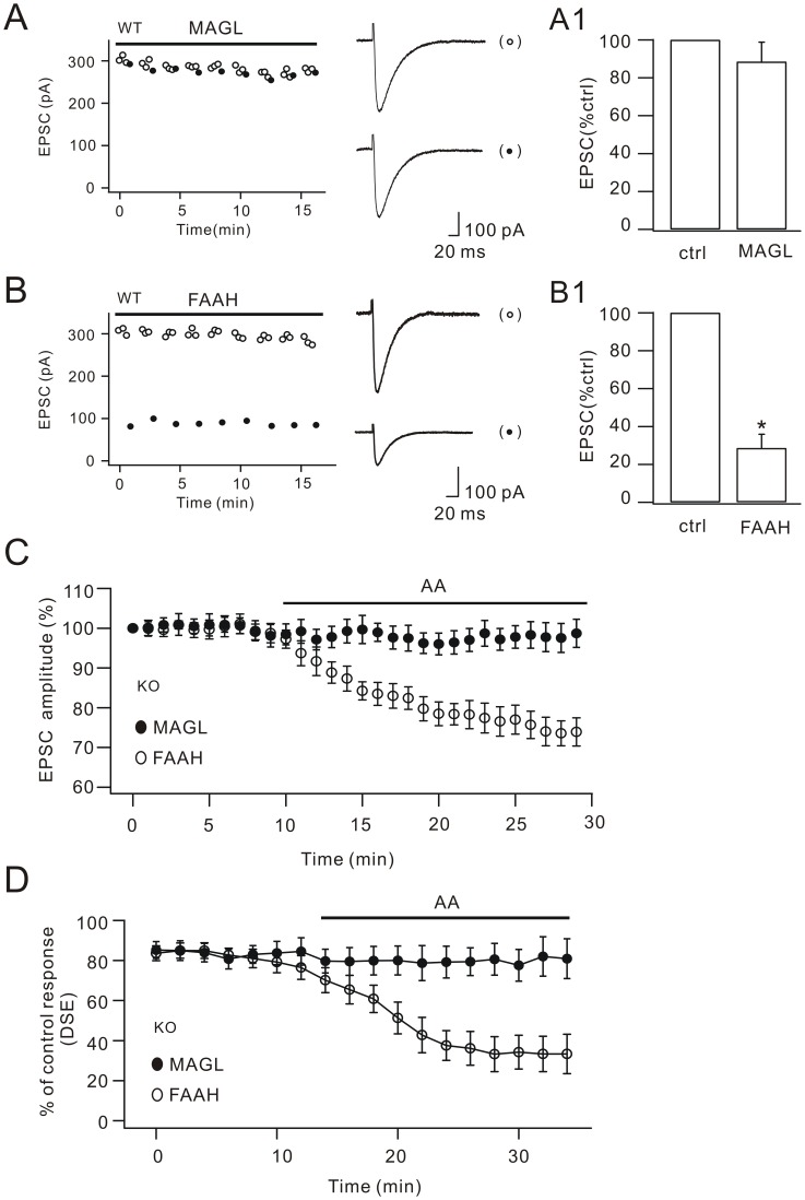 MAGL blocks the action of arachidonic acid in DSE.(A) EPSCs from one WT Purkinje cell plotted over time for control responses (open circles) and test responses (closed circles). Cells were filled with MAGL as indicated by the bar. Representative EPSCs are shown at the right. The percentage inhibition of test EPSCs (89.7±9.1%; n = 21) is shown in (A1). (B) EPSCs from one WT Purkinje cell plotted over time for control (open circles) and test responses (closed circles). Cells were filled with FAAH as indicated by the bar. Representative EPSCs are shown at the right. The percentage inhibition of test EPSCs (28.7±7.1%; n = 23) is shown in (B1). (C) Time courses of percentage changes of parallel fiber EPSC amplitudes derived from KO cells filled with either MAGL (filled circles) or FAAH (open circles). Arachidonic acid (AA) was applied in the bath as indicated by the bar. Arachidonic acid depressed EPSCs in FAAH-filled cells but not MAGL-filled cells. (D) MAGL blocked the rescue of DSE by arachidonic acid in KO cells. KO cells filled with either MAGL (filled circles) or FAAH (open circles) Arachidonic acid restored DSE in KO cells. DSE was induced by the protocol indicated in Figure 1A with Δt 5 s. Each data point represents the average percentage inhibition of test EPSC every 2 min. Arachidonic acid was applied in the bath as indicated by the bar. *, P<0.05.