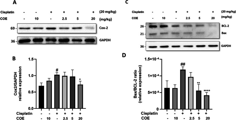 Cannabis Oil Extract protects kidneys from cisplatin by inhibiting apoptosis and inflammation. A, C Representative immunoblot analysis. B, D Densitometric analysis of immunoblots to estimate the relative abundance of indicated protein as normalized to that of GAPDH. Data are expressed as mean ± SD (n = 3). Differences between groups were evaluated using one-way ANOVA followed by Bonferroni’s multiple comparison test. #P < 0.01 vs control, ##P < 0.001 vs control, **P < 0.001, ****P < 0.0001 significantly different from the cisplatin-only treated group