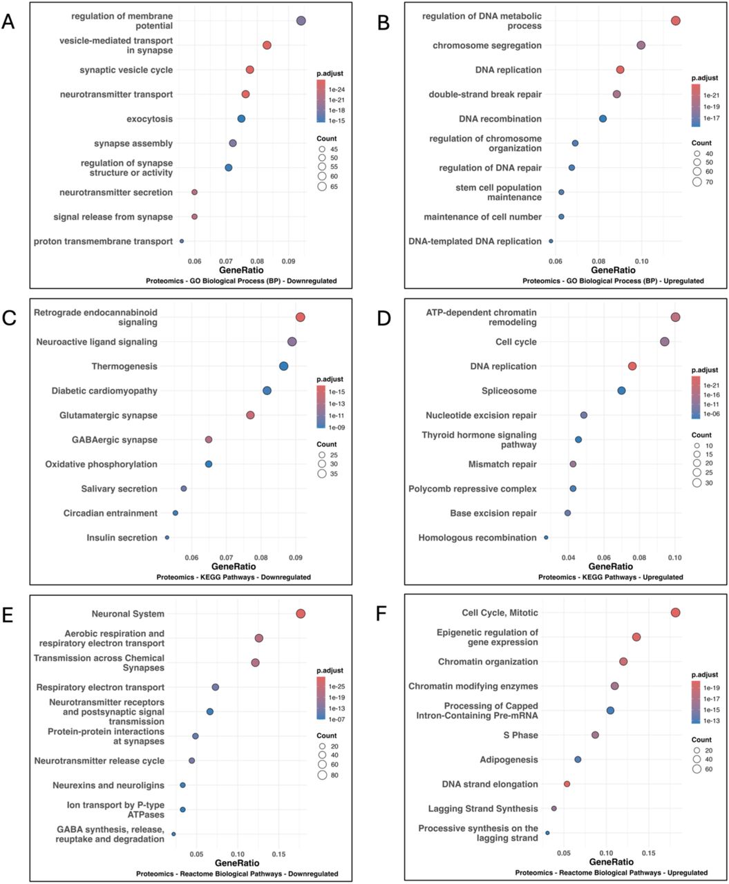 Functional enrichment of proteomic alterations following prenatal cannabis exposure of T2 male fetal brains.Gene Ontology (Biological Process) enrichment analysis of (A) downregulated and (B) upregulated proteins in the T2 Cases vs. Controls comparison. Dot plots show enriched terms ranked by gene ratio, with point size indicating protein count and color representing adjusted P value. Downregulated proteins are enriched for synapse-related processes, whereas upregulated proteins are enriched for DNA replication, chromosome organization, and DNA repair. KEGG pathway enrichment analysis of (C) downregulated and (D) upregulated proteins.