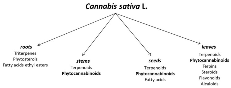 Chemical composition of different parts of Cannabis sativa L. [17,18].