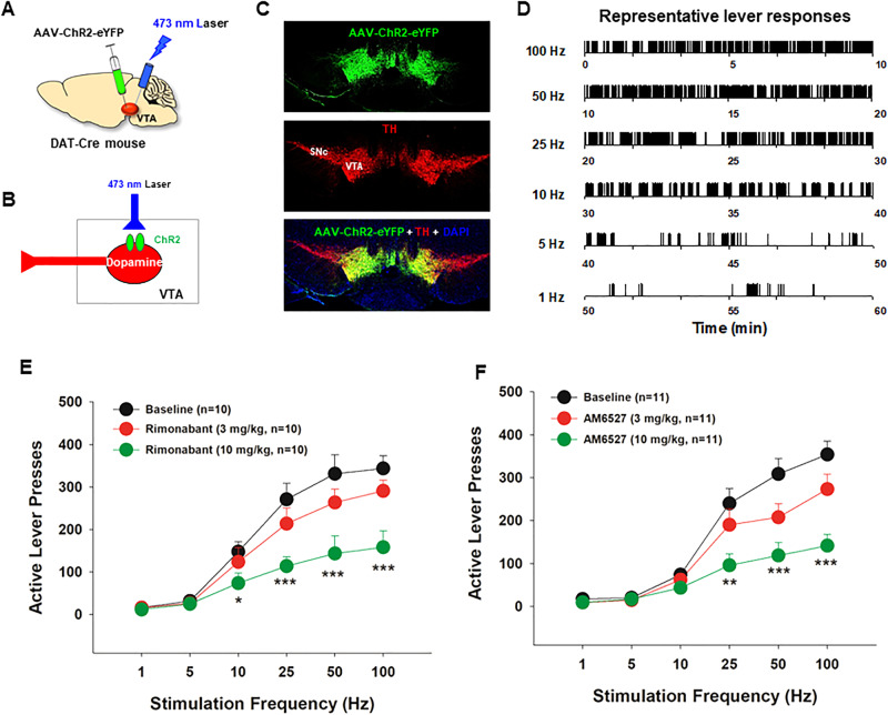 The effects of AM6527 on optical intracranial self-stimulation (oICSS) maintained by optogenetic stimulation of VTA DA neurons in DAT-Cre mice.A, B Schematics showing optical ICSS procedures. C Representative image showing AAV-ChR2-eYFP expression in VTA DA neurons. D Representative oICSS records illustrating stimulation frequency-dependent active lever responses. Systemic administration of rimonabant E or AM6527 F dose-dependently inhibited oICSS and shifted stimulation-lever response curve downward. *p < 0.05; **p < 0.01; ***p < 0.001, compared to the vehicle control group.