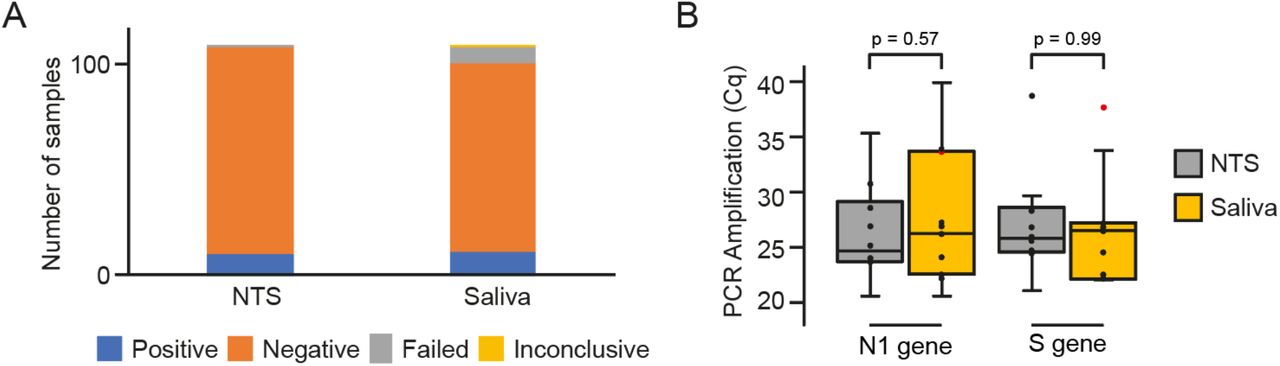 Identification of COVID-19 positive individuals using NTS or saliva samples.(A) Bar chart showing the proportion of positive, negative and failed tests in paired (n=109) NTS and saliva samples. (B) Boxplot showing the distribution of N1 gene and S gene Cq values for COVID-positive samples. Red point marks a sample identified as positive in the saliva sample but negative by NTS. P values are for a two tailed Wilcoxon test.