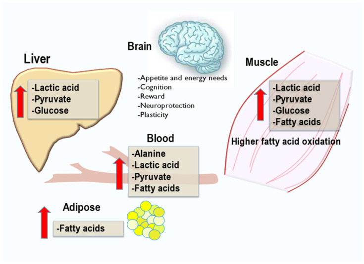 Overview of exercise effects on systemic metabolism in principal organs. Exercise induces many metabolic pathways for the generation of ATP for muscle contraction and other organ functions. Pathways of catabolism generate the production of lactic acid in muscle and liver and the production of fatty acids in adipose. Glycogen breakdown in muscle and liver releases glucose for muscle and brain; however, glucose is essential to support red blood cell functions to carry oxygen from the lungs in exchange for carbon dioxide produced by catabolism in tissues. Lactate is considered an exerkine.