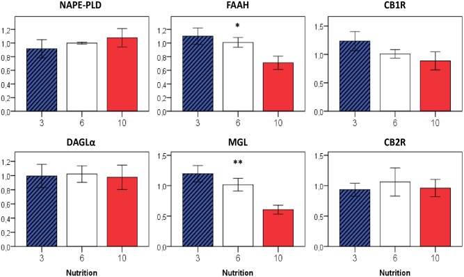 Relative gene expression of eCB-metabolizing enzymes in the liver at P50 in relation to early postnatal nutrition.If not indicated otherwise, displayed significance levels (* p<0.05, ** p<0.01) refer to comparisons between all three nutrition groups (ANOVA). n = 4–6 males per nutrition group.