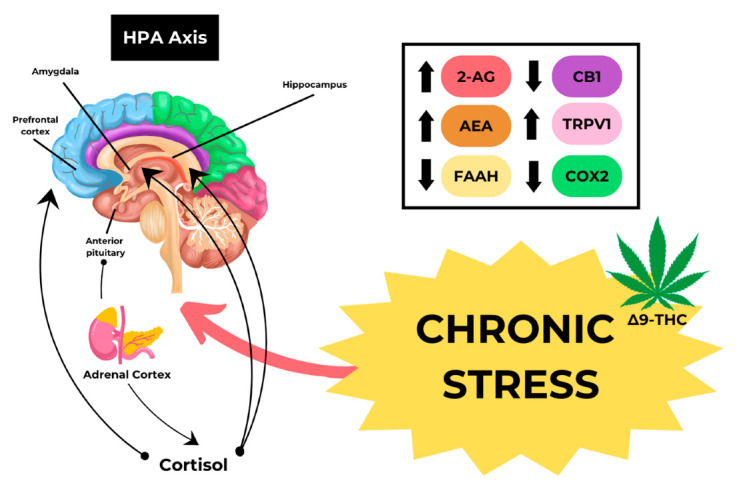 Mechanism of CHS caused by Cannabis.