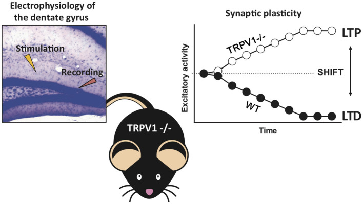 Summary of the main findings. The absence of TRPV1 shifts the cannabinoid CB1 receptor-dependent long-term depression to long-term potentiation at the excitatory medial perforant path–granule cell synapses in the mouse dentate molecular layer.