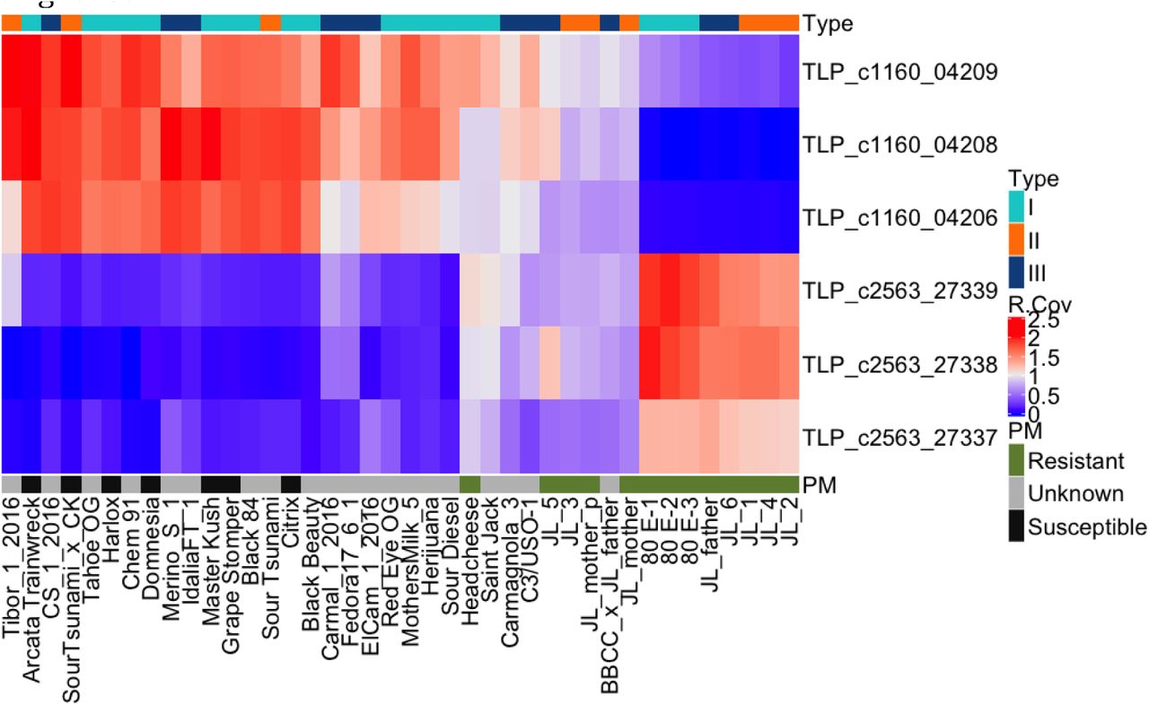 Copy number variation (CNV) of 6 TLPs normalized to whole genome coverage across 40 cultivars. X-axis contains sample names. The Y-axis contains 6 TLPs of interest. The top colored x-track contains Type I, II, II status of the samples while the bottom track contains the reported powdery mildew-resistance status. Powdery mildew-susceptible (S) cultivars cluster towards the left (Purple) and have a deletion of CsTLP1. Unknown (U) powdery mildew-resistance status samples are in grey. Along the y-axis, 6 TLPs: deletions are blue in the heat map and amplifications are shown in bright red.