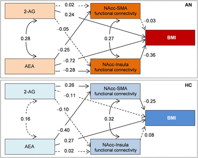 Path-diagram with the standardized coefficients (SEM model adjusted for age).AN anorexia nervosa, HC healthy controls, 2-AG 2-arachidonoylglycerol, AEA anandamide, NAcc nucleus accumbens, SMA supplementary motor area, BMI Body Mass Index. Continuous line: relevant coefficient. Dash line: non-relevant coefficient. Standardized coefficients ≥0.24 were considered relevant.